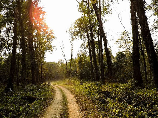 Gorumara National Park: