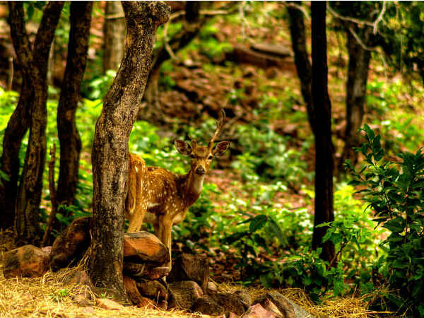 The Beauty Of This Charming National Park