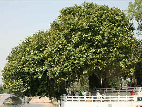Jyotisar