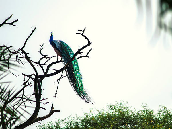 Best Time To Visit Van Vihar National Park