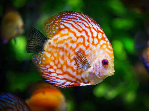 Marine Aquarium And Research Centre