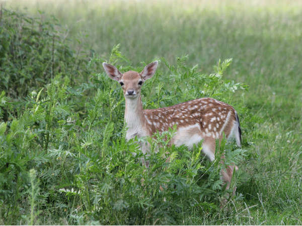 Deer Park