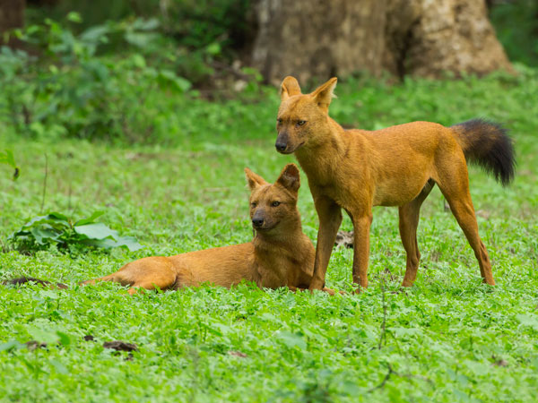Nagarhole
