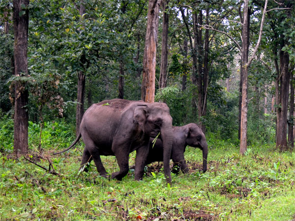 4. Wayanad Wildlife Sanctuary