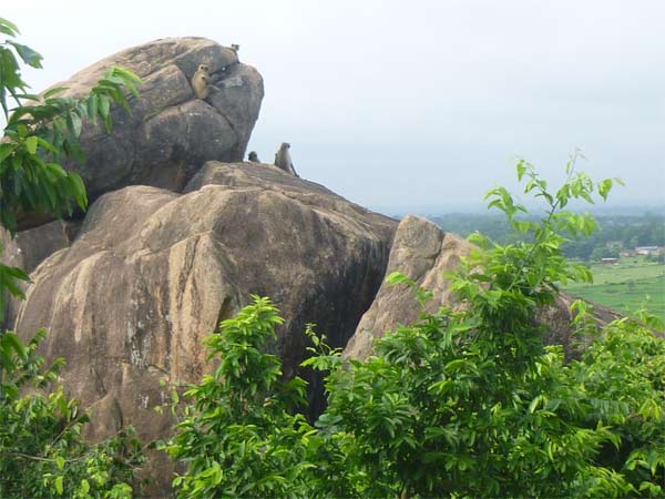Tapovan Caves