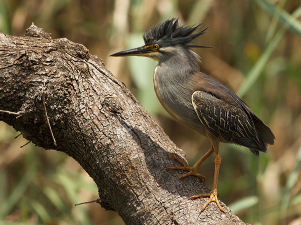Kilbury Bird Sanctuary, Pangot