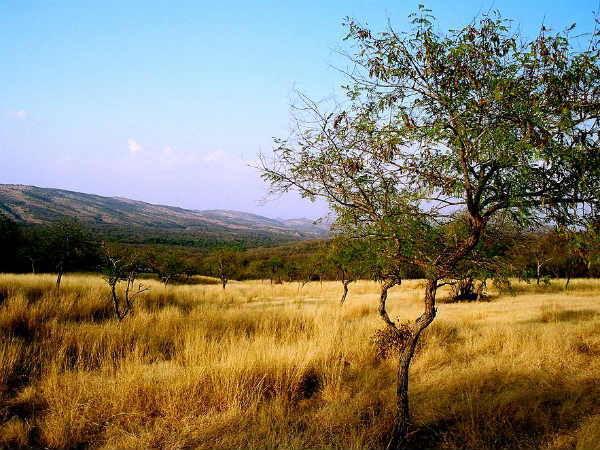 Final Destination – Ranthambore National Park