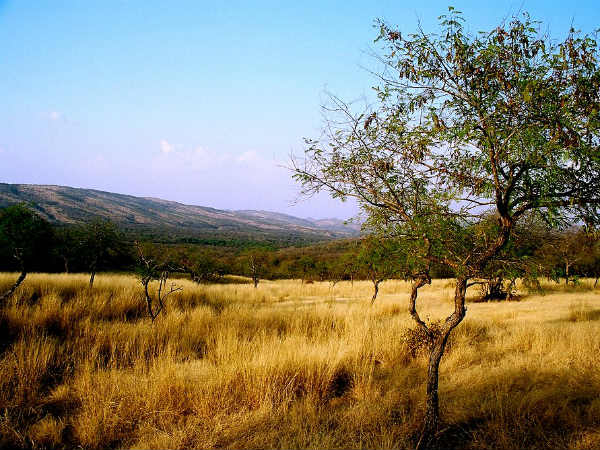 Ranthambore