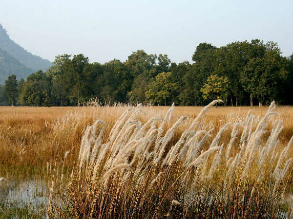 Best Time To Visit Bandhavgarh National Park