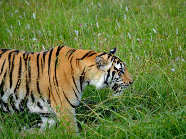 Flora And Fauna In Ranthambore National Park