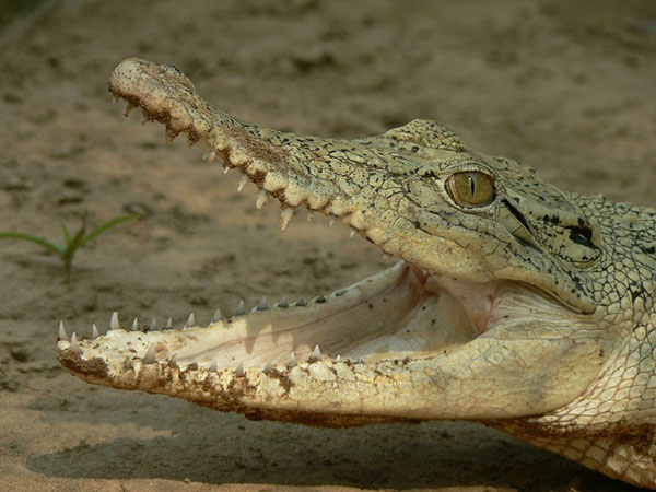 Bhitarkanika Wildlife Sanctuary