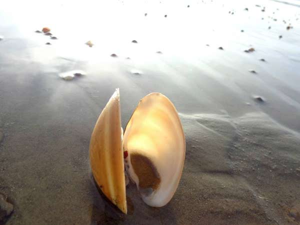 21. Chandipur