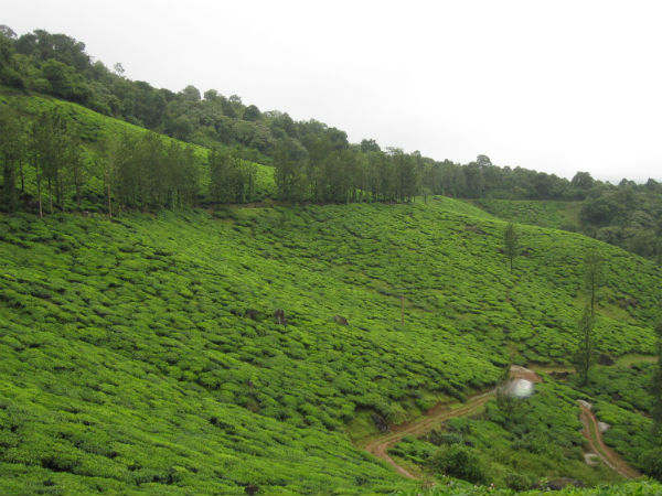 Wayanad