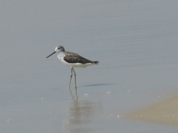 Kadalundi Bird Sanctuary