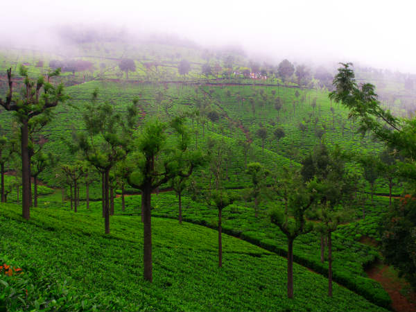 Coonoor