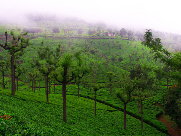 4. Coonoor