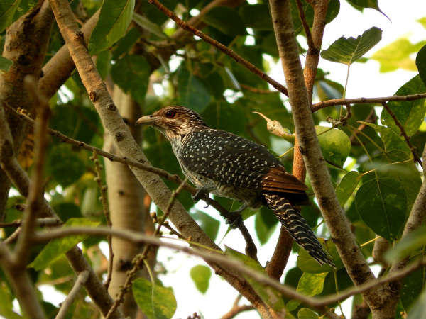 Species Found Inside The Sanctuary