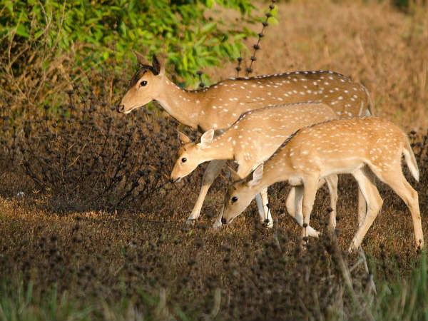Flora And Fauna Of Tadoba National Park