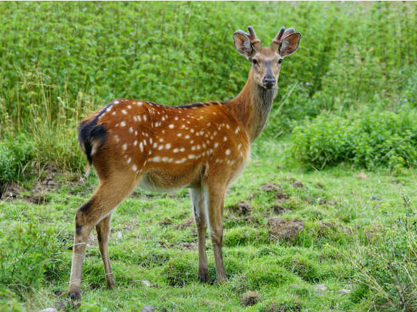Deer Park