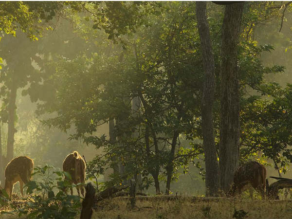 Wildlife In Pench National Park