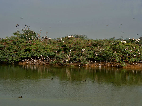 Best Time To Visit Uppalapadu Bird Sanctuary