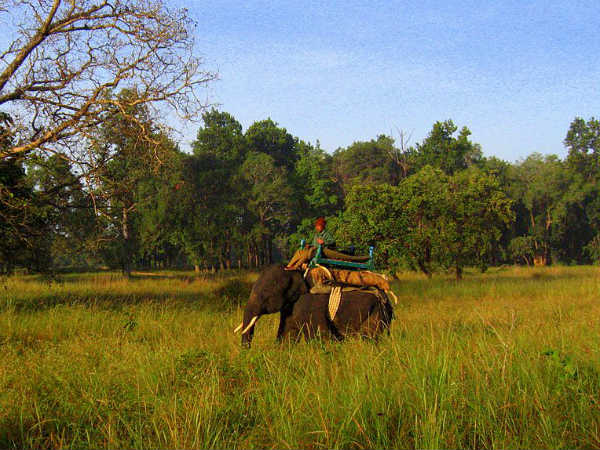 Final Destination – Kanha National Park