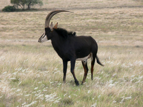 Madhav National Park