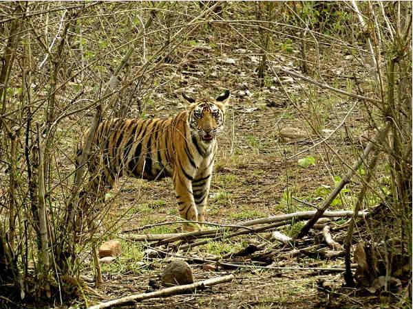 Panna National Park