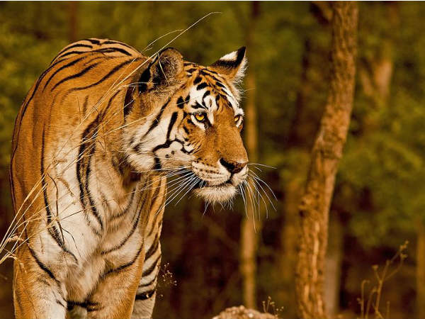 Final Destination – Pench National Park