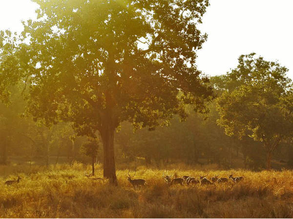 Best Time To Visit Pench National Park