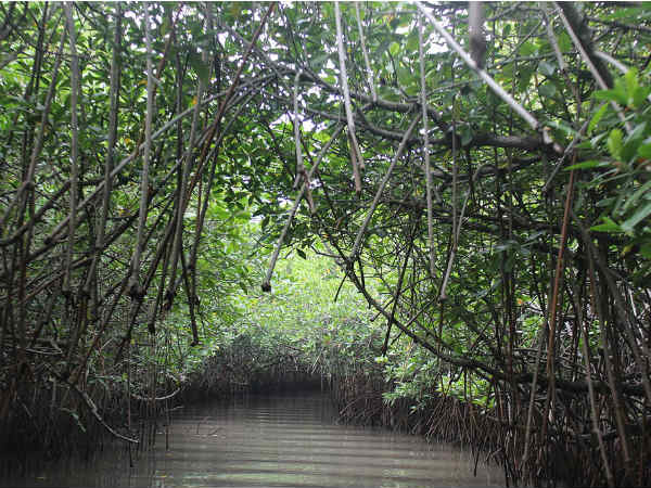 Best Time To Visit Pichavaram