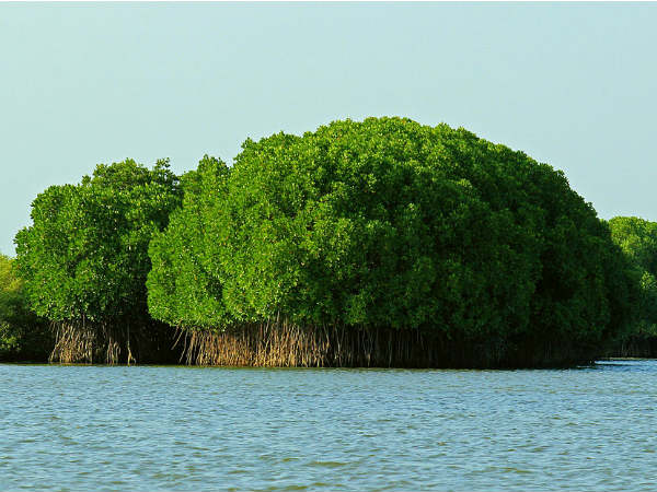 Mangrove Forests Of Pichavaram