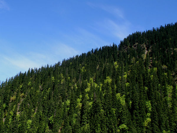 Best Time To Visit Barog