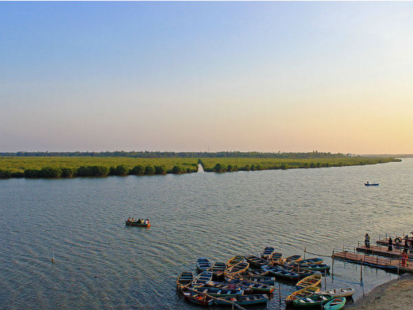 Things To Do In And Around Pichavaram