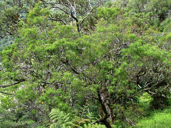 Sandalwood Forests