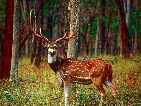 Speciality Of Pench National Park