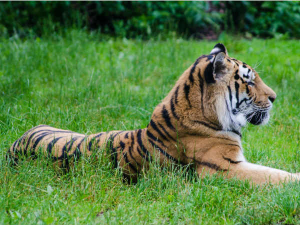 Flora And Fauna In Bandhavgarh National Park