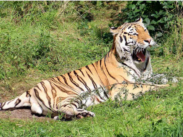 Melghat Tiger Reserve