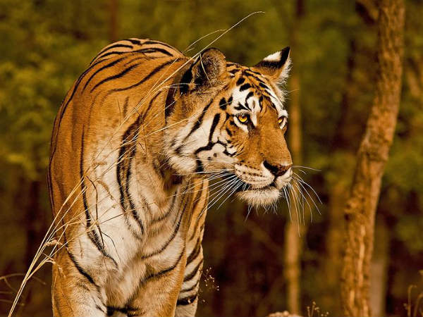 Pench Tiger Reserve