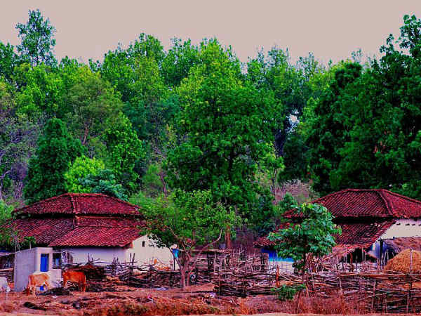 Why You Should Visit Kanha National Park