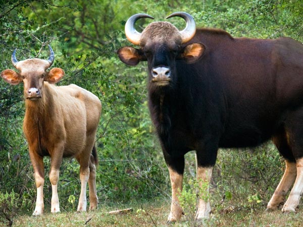 Chinnar Wildlife Sanctuary