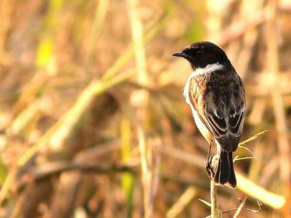 Kanwar Lake Bird Sanctuary