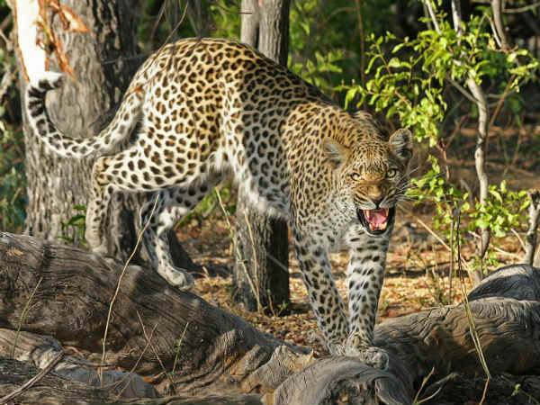 Flora And Fauna Of The Sanctuary