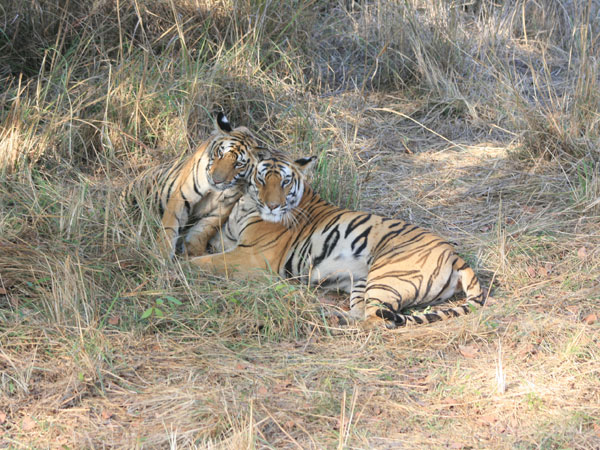 35. Bandhavgarh National Park