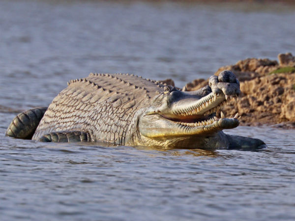 chambal wildlife sanctuary chambal wildlife sanctuary