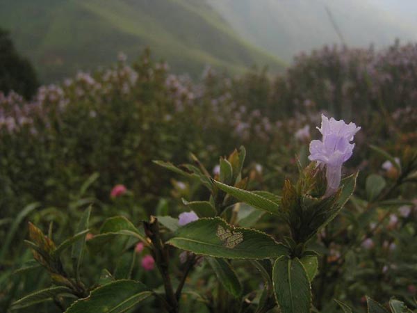 neelakurinji flowers in munnar neelakurinji flowers in munnar