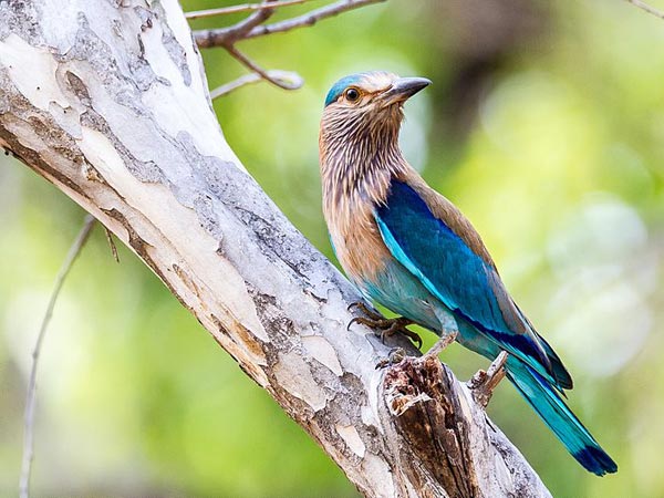 24. Pench National Park