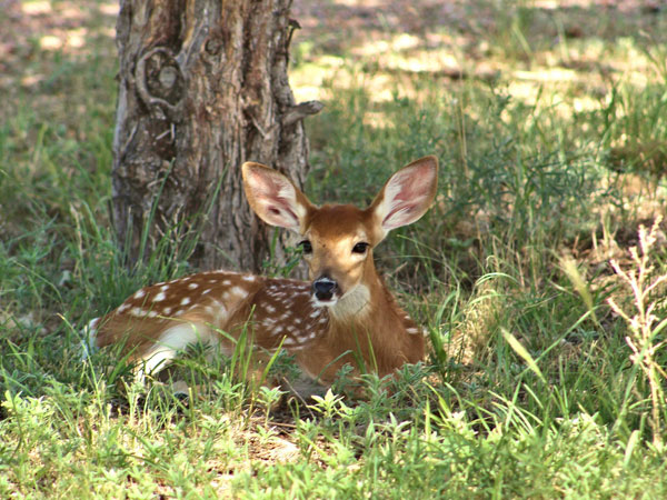 4. Ralamandal Wildlife Sanctuary