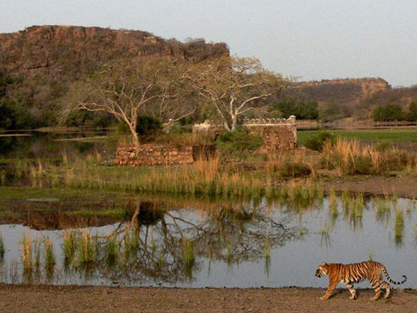 34. Ranthambore National Park