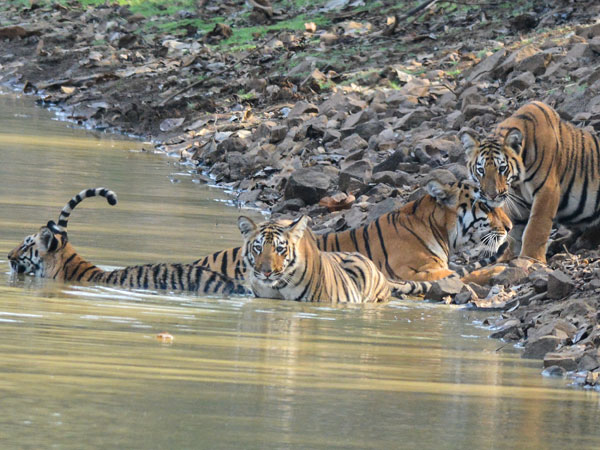 38. Tadoba National Park